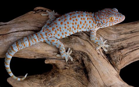 Tokay Gecko Facts and Pictures | Reptile Fact