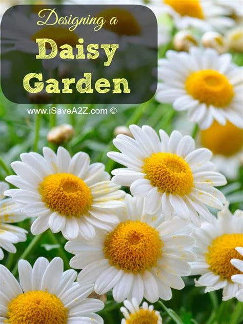 Designing a Daisy Garden - iSaveA2Z.com