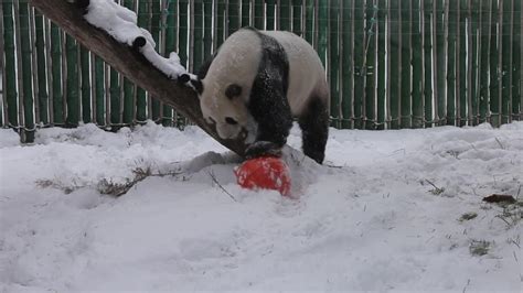 Delighted pandas play in heavy snow