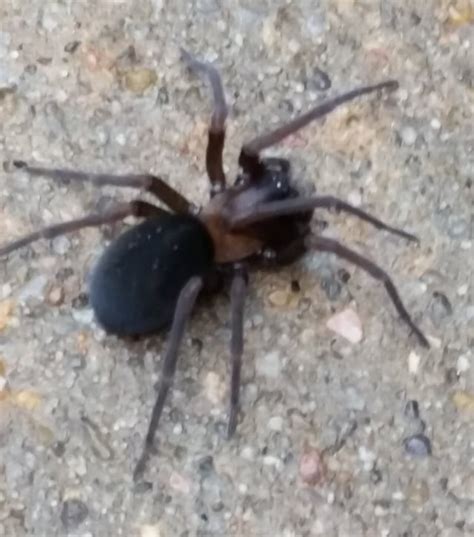 Houston Texas ID request - velvety brown/black spider : spiders