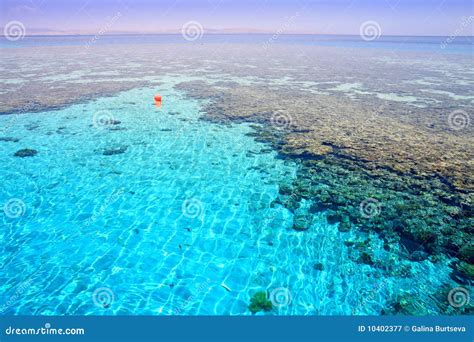 Coral Reef (2). Red Sea. Egypt. Royalty Free Stock Photography - Image ...