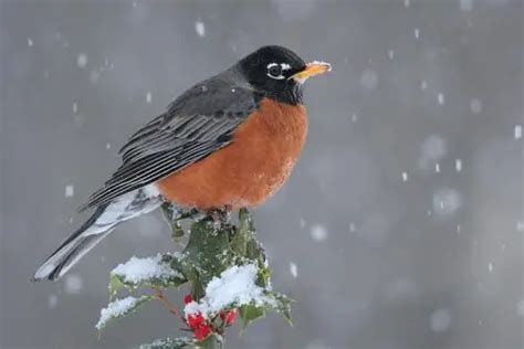 Robin Bird Facts | American Robin Diet, Behavior, Habitat