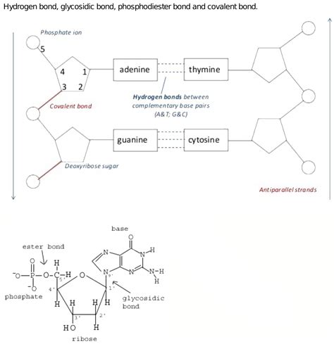 Compound Interest The Chemical Structure Of Dna - Riset