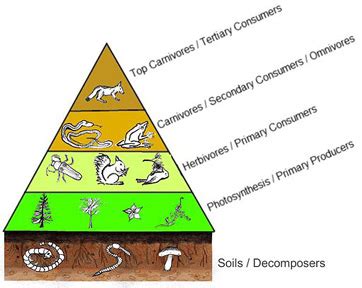 What is a Food Chain? - Examples, Overview - Video & Lesson Transcript ...