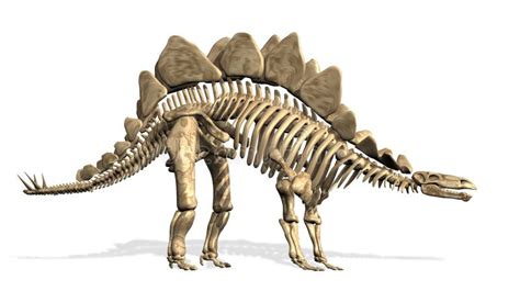 Stegosaurus Skeleton Stock Photos - Image: 2595533