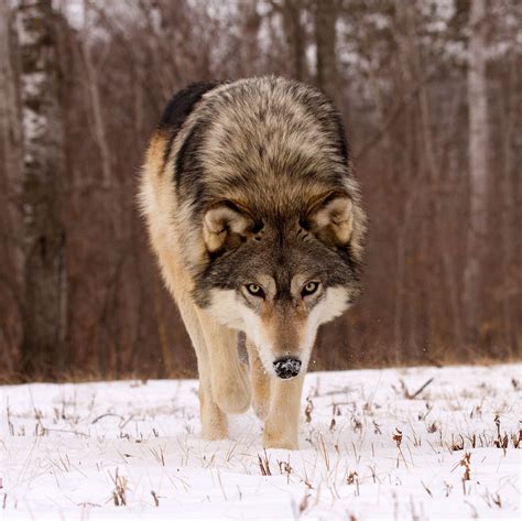 Brown Almost Black Wolf