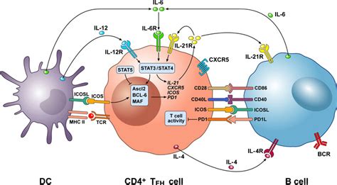 Figure 1 from T follicular helper (Tfh ) cells in normal immune ...