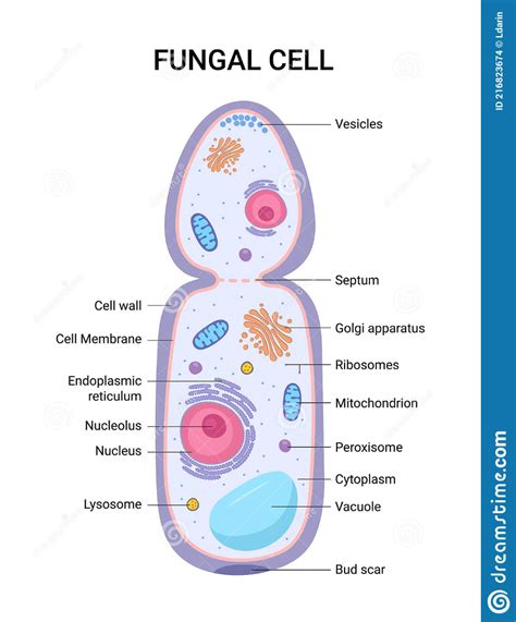 Ilustración Vectorial De La Estructura De Anatomía De La Célula Fúngica ...