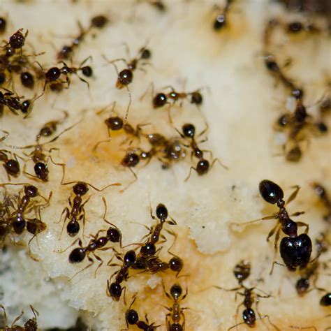 Meat Ants in Australia | What You Need to Know | FPC AUS