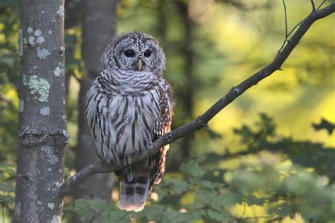 Owls In Kansas: 8 Sunflower State Species To Look For