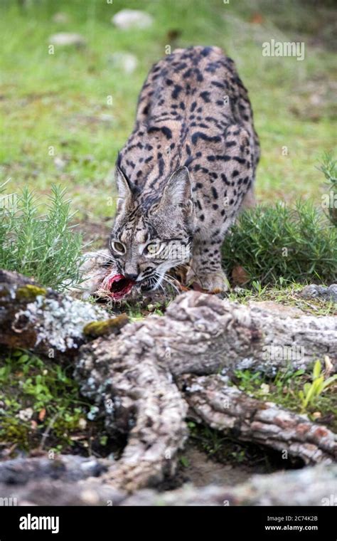 Iberian lynx hunting rabbit hi-res stock photography and images - Alamy