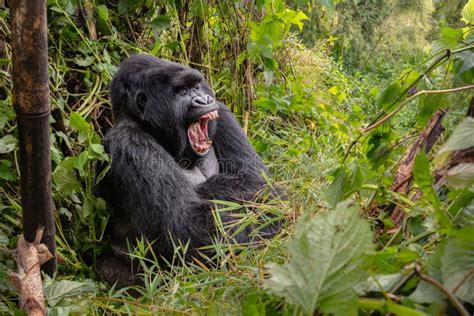 Wild Mountain Gorilla in the Nature Habitat Stock Image - Image of ...