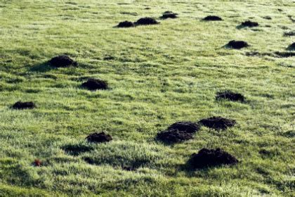 Mole Damage - Better Lawn Care