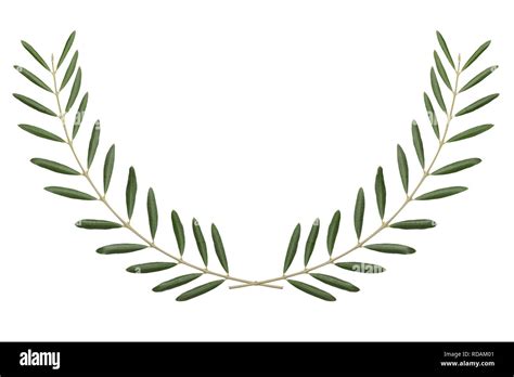 Olive branch, peace symbol isolated on white background Stock Photo - Alamy