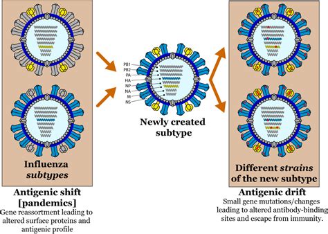 VDU's blog: Influenza viruses (IFVs)...