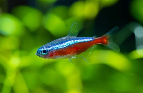 Vibrant Aquatic Community: Ember Tetra Tank Mates🐟 | Fish Lab