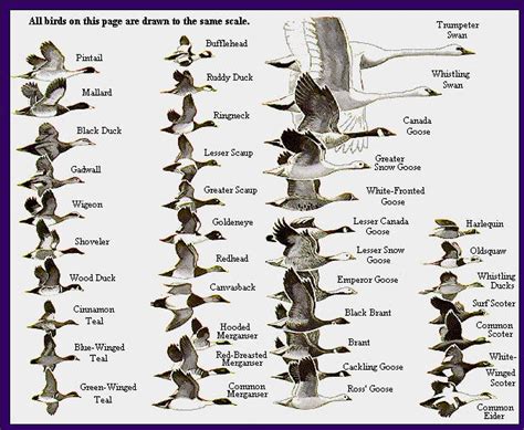 Waterfowl identification chart - Waterfowl