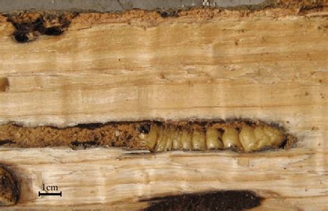 A larva of Batocera horsfieldi living in the woody tissue of an oak ...