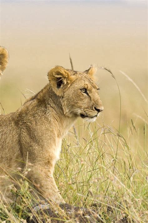 Download wallpaper 800x1200 lion, grass, couple, baby iphone 4s/4 for ...