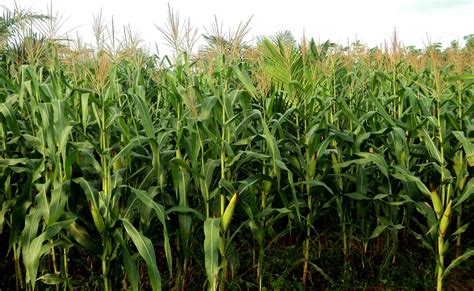 Pelaihari Ulun: Indahnya Pemandangan Kebun Jagung di Pelaihari