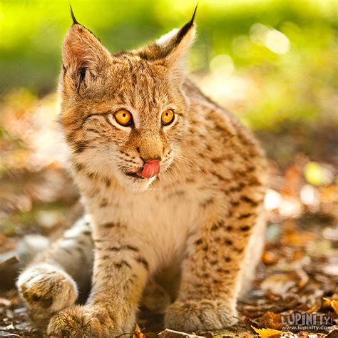 Lynx cub by Lupinicious on DeviantArt