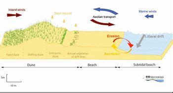 Dynamics, threats and management of dunes - Coastal Wiki