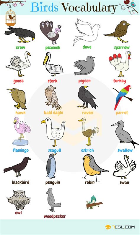 Bird Names: Different Types of Birds in English - ESLBuzz Learning ...