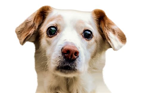 Dog Face PNG Image - PurePNG | Free transparent CC0 PNG Image Library