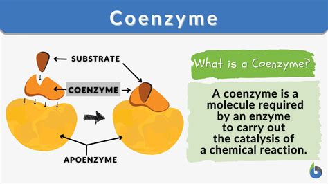 Coenzyme - Definition and Examples - Biology Online Dictionary