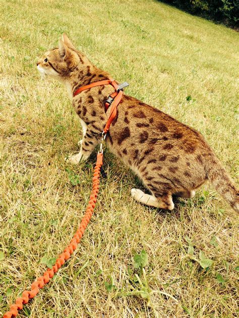 Bengal Cat Size Full Grown