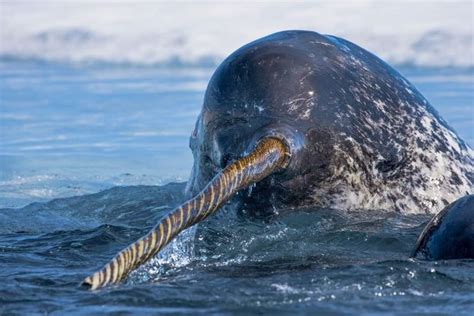 Photo by @PaulNicklen | One of the most unique and elusive species I ...