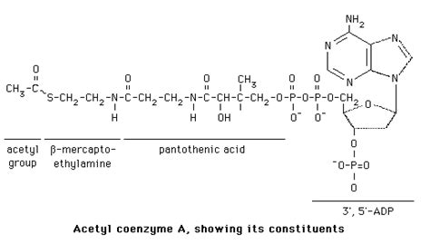 Fatty Acids -- Structure of Acetyl CoA