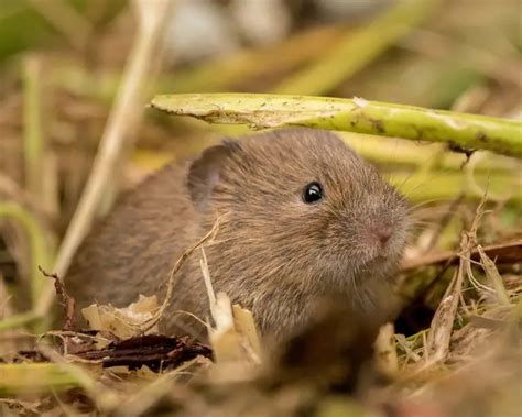 Common Vole - Facts, Diet, Habitat & Pictures on Animalia.bio