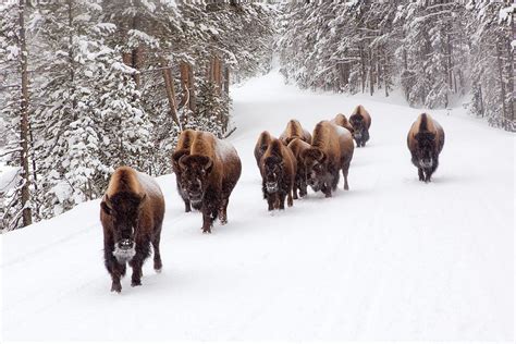 10 Reasons to Visit Yellowstone National Park in Winter