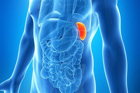 Spleen: Function, Location & Problems | Live Science