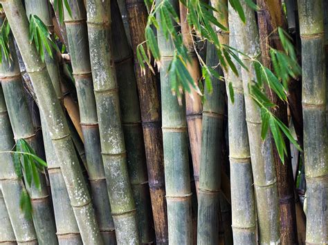 The different types of bamboo you should know – TopsDecor.com