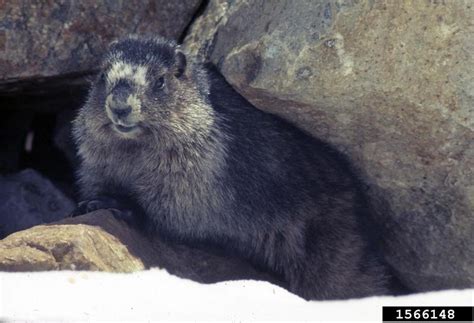 Hoary Marmot - Marmota caligata - NatureWorks