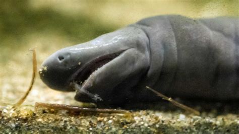 Creature Closeup: Aquatic Caecilian - California Academy of Sciences