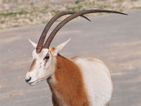 The Online Zoo - Scimitar-horned Oryx