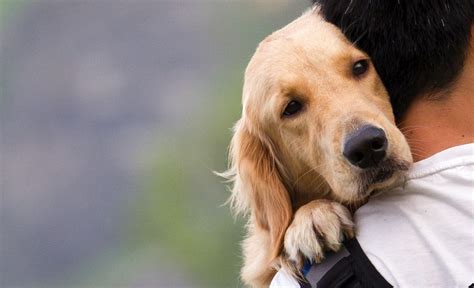 21 Most Affectionate Dog Breeds (& 4 That'll Surprise You)