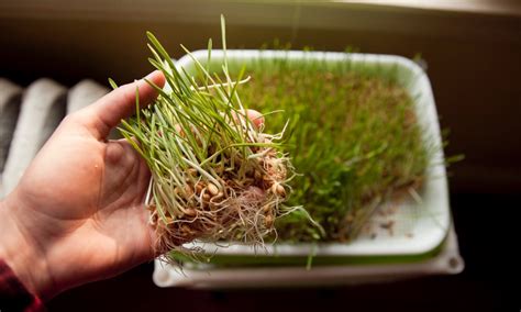 Sprouting Fodder to Reduce Feed Costs & Reap Health Benefits - The ...