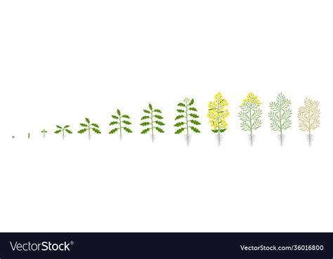 Rapeseed oilseed rape plant growth stages Vector Image