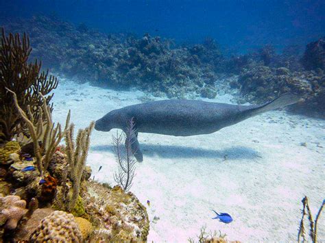 Manatee Research - CMA Research Institute