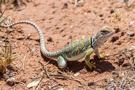 Eastern Collared Lizard in the Painted Desert : r/arizona