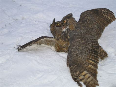 The Digiscoper: Great Horned Owl Fight