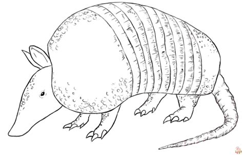 Armadillo Coloring Page