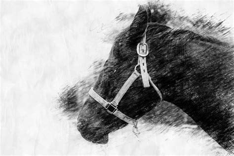 Portrait of a Black Horse in Pencil Drawing Style Stock Image - Image ...