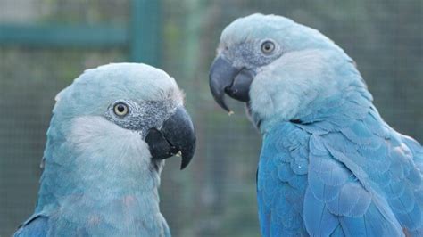 Saving the blue parrots of South America | BBC Earth