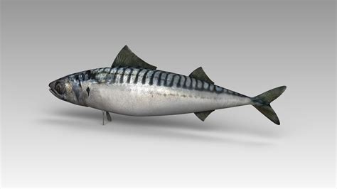 3dsmax Scombridae Fish