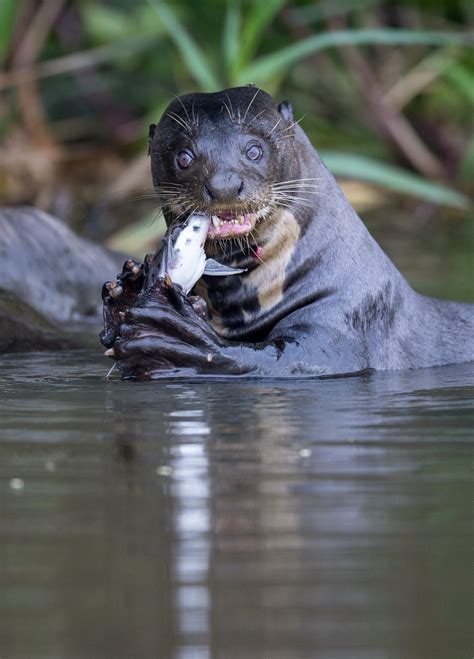 Tag » giant otter « @ Michael Despines Photography